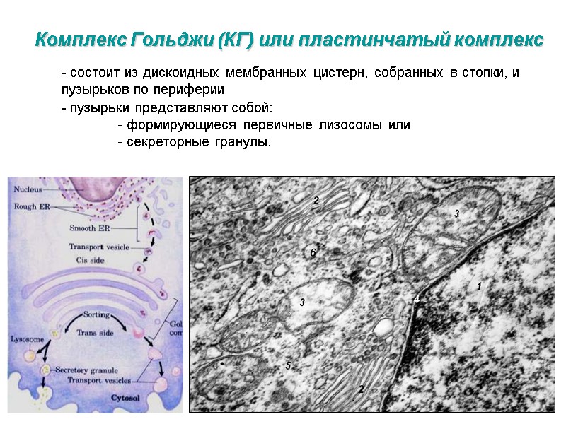 Комплекс Гольджи (КГ) или пластинчатый комплекс - состоит из дискоидных мембранных цистерн, собранных в